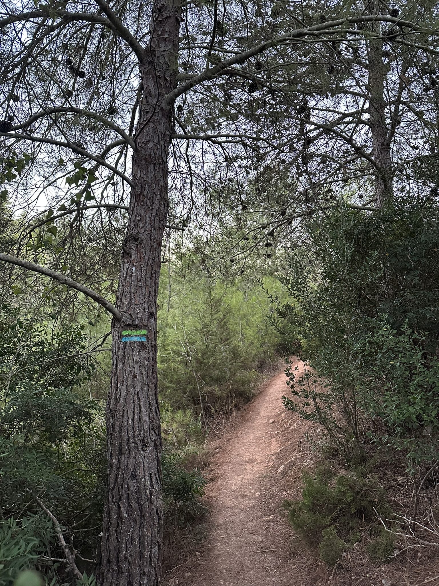 Schmaler Wanderweg durch Pinienwald mit blauer Wegmarkierung am Baum